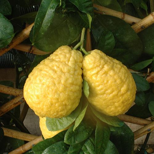 Cidra - Citrus medica 2