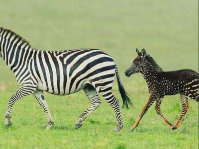 t400-Cebra2tira-1568754772