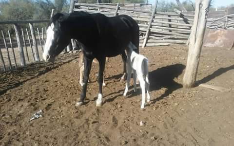 FB_IMG_1589303955760