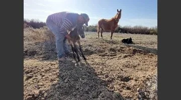 yegua_3_crop1663420788664.jpg_1685955962