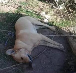 120606244_3777317248946301_8299134420855112500_n