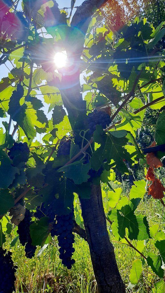 20220122_180830-rotated-e1645027011873