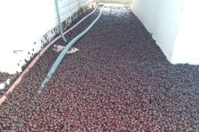 BNHVQBUUKBGVRF6JGWGS7RMMRI-696x464