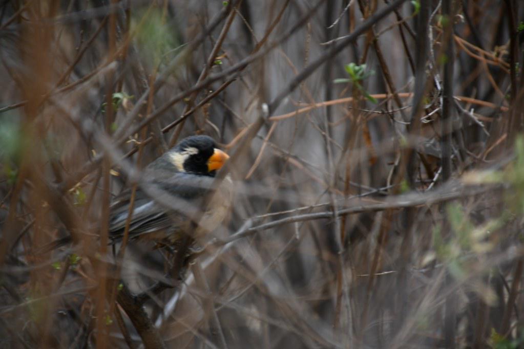 51422227278_818e91d53b_b