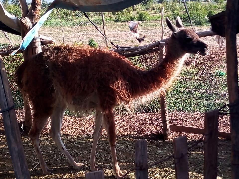 animal