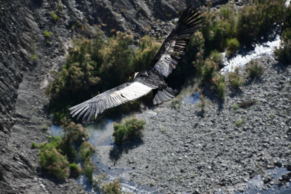 50592817868_c5c6795d3d_b