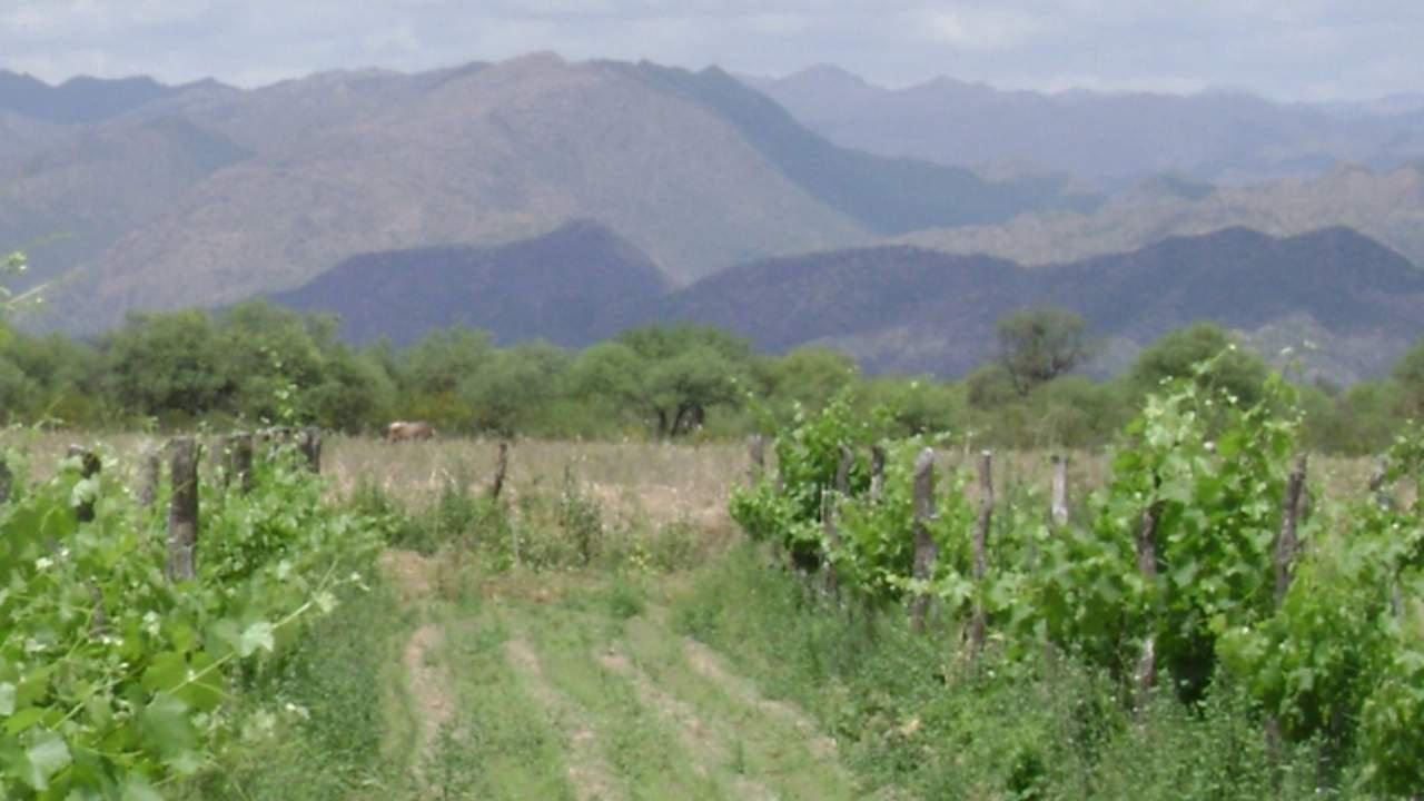 Valle Fértil guarda sus vinos para el fin de la cuarentena