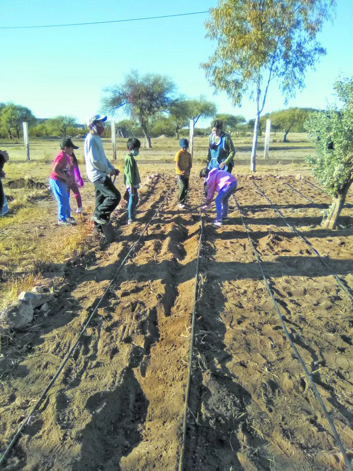 riego-por-goteo-4-1-696x928