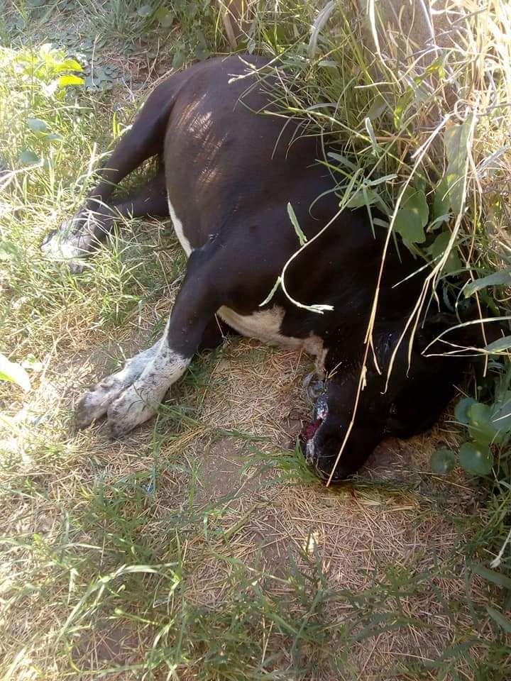 120781571_3777317178946308_5140110957769586688_n