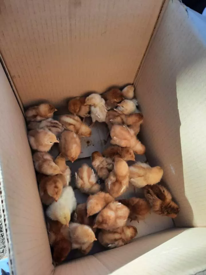 FB_IMG_1657037697176