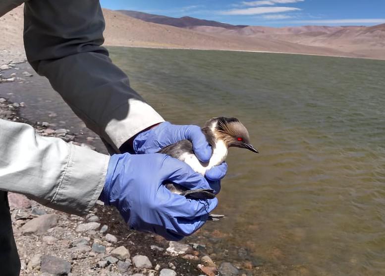 51347192440_de41350c1a_b