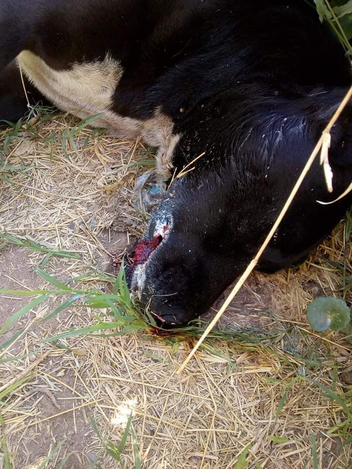 120735630_3777317005612992_1395657048968373154_n