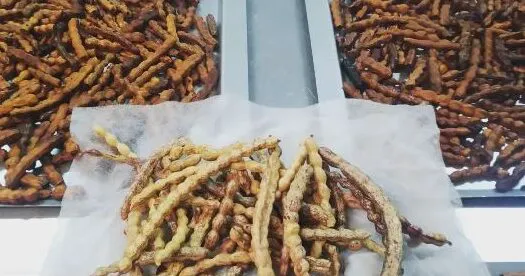 algarroba-1-e1725483465695