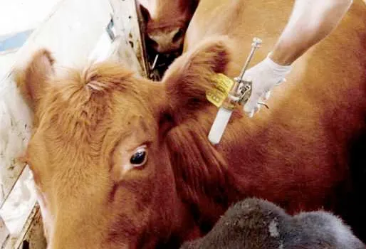 vacunacion_bovino