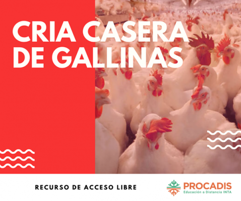 inta_cria_casera_de_gallinas_140121