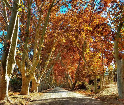 belleza-de-otoño-500x425