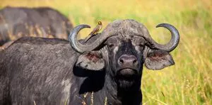 bufalo