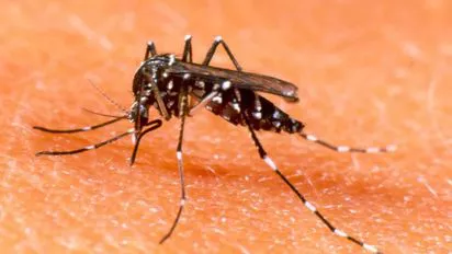 aedes-aegypti-denguejpg
