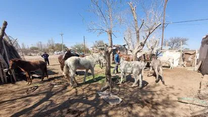 caballos-matadero-ilegal-chimbasjpeg