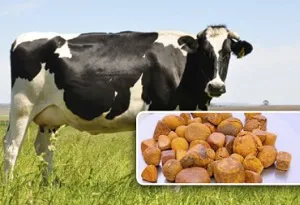 Calculos-biliares-bovinos