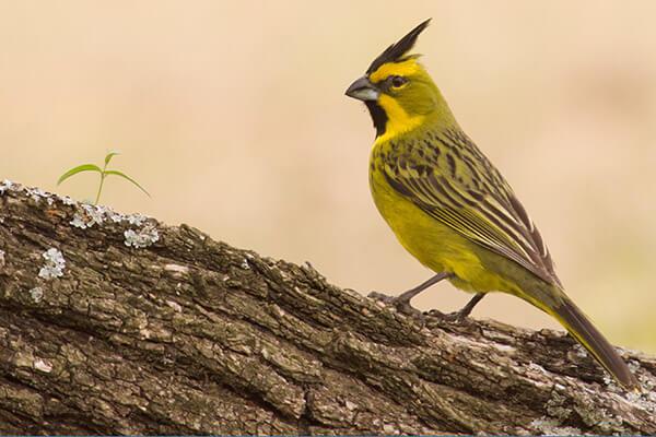 cardenal-amarillo-lateral