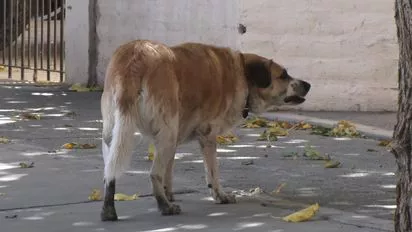 perro-perrosjpg