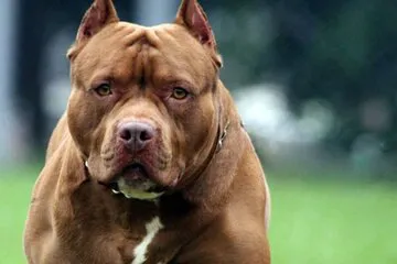 742185-663509-47214-pitbull-0