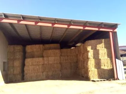 Forraje-de-avena-con-trigo-en-Zamora-Zamora