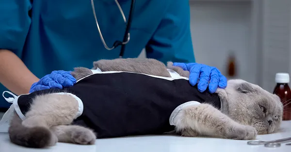 purina-5-beneficios-de-la-esterilizacion-de-perros-y-gatos-0