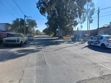 perro-callejero-360x270