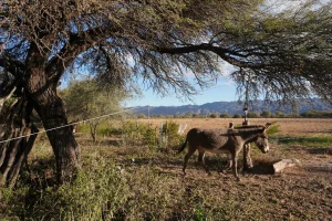 Don-Antonio-31-300x200