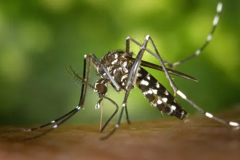 702691-tiger-mosquito-49141-1920