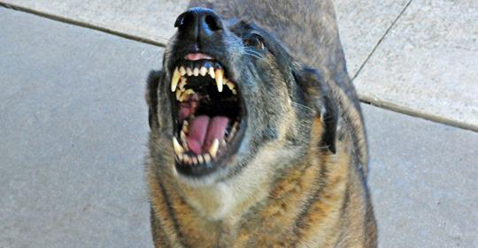 ataque-de-perro