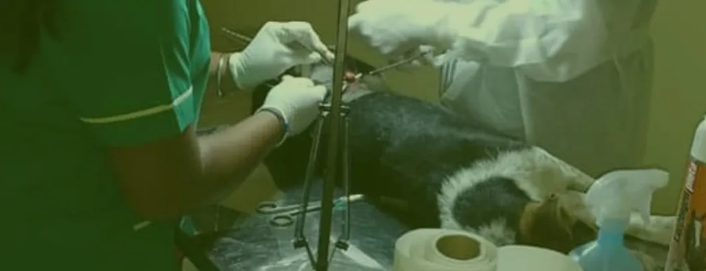 393609683_727895552698737_3136232096356476852_n