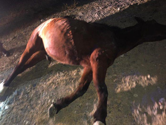 Choque-en-Sarmiento-contra-un-caballo-3-696x522