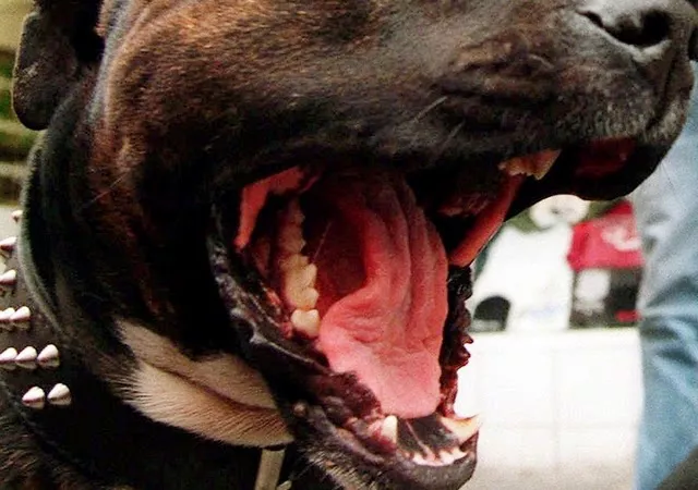 pitbull ataca policía