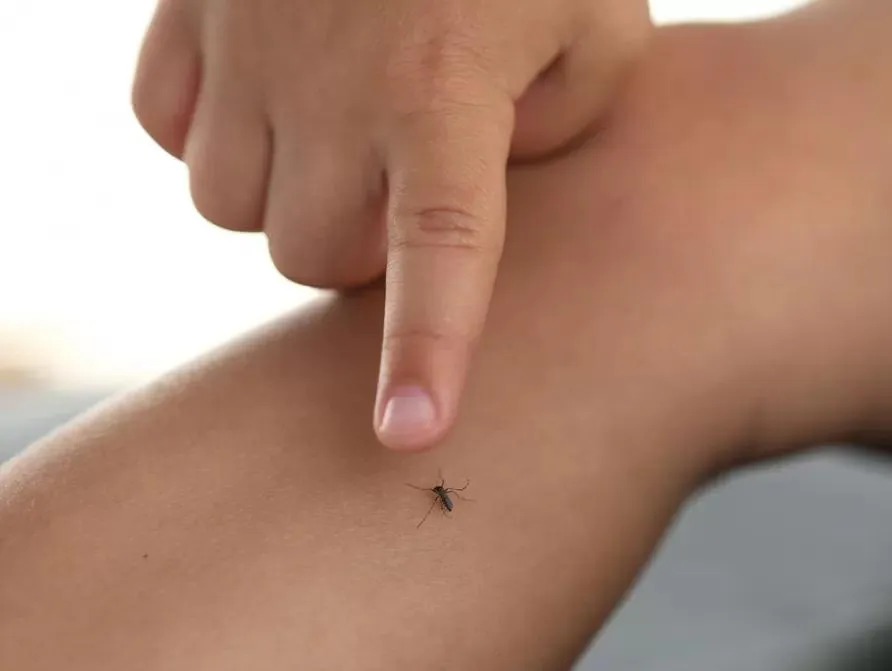 dengue_principal_crop1713183584577