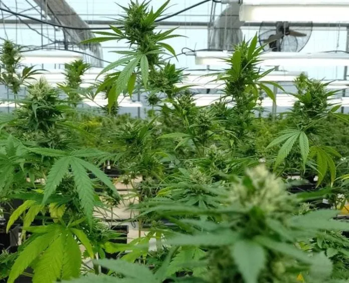 cannabis-medicinal-2-696x565