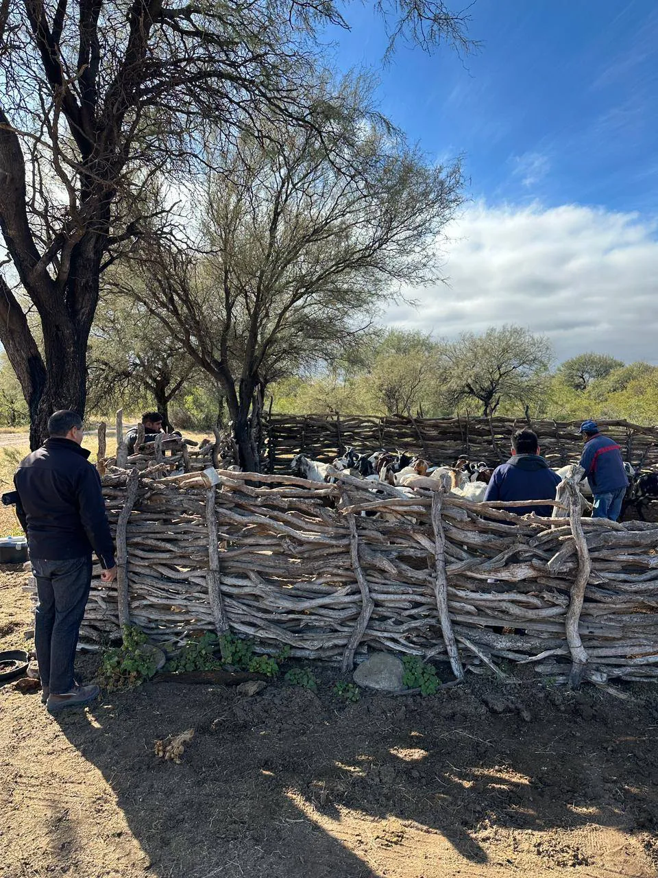 502469097_1126494142838874_5381190282001853538_n