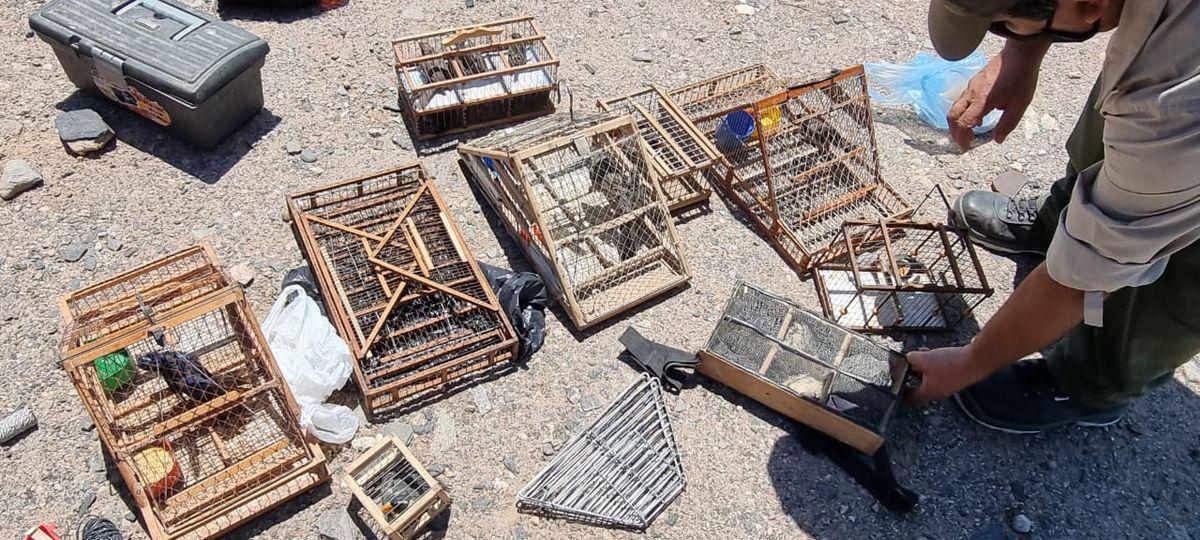 aves-cautiverio-secuestrojpeg