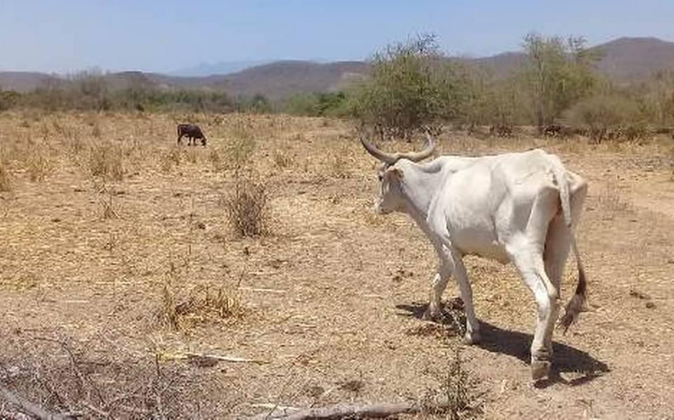 VACAS