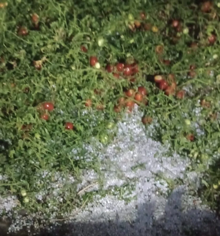 md - 2026-01-31T105255.771