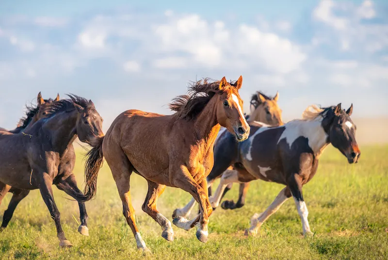 caballos-salvajes