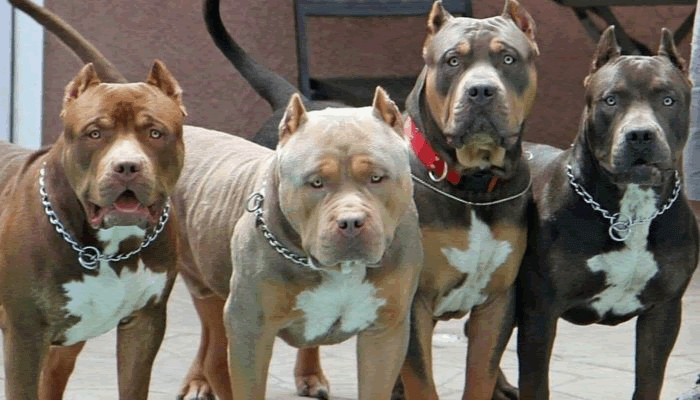tipos-de-pitbull