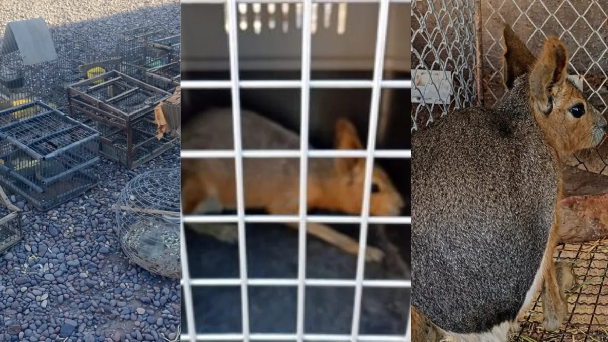 allanamiento-caucete