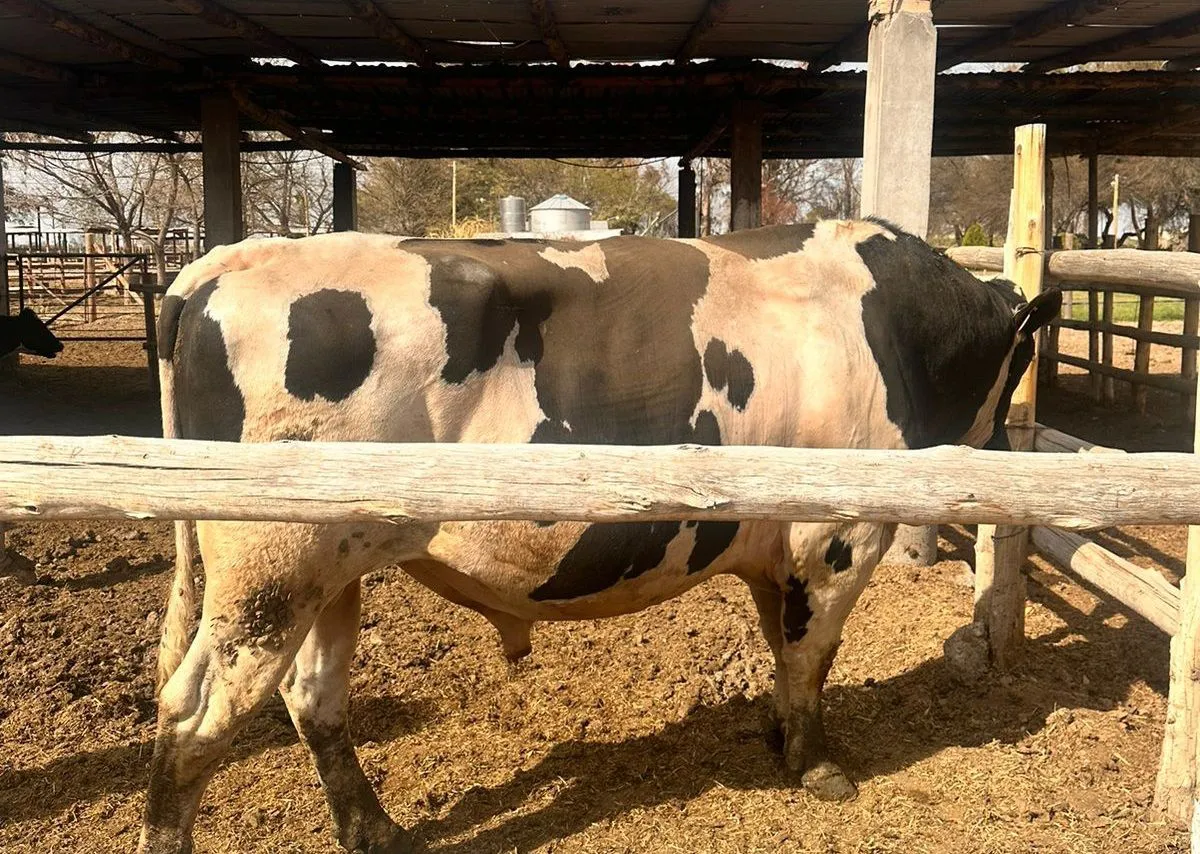 toro-mato-un-hombre-trabajador-un-tambo-caucete-4jpeg