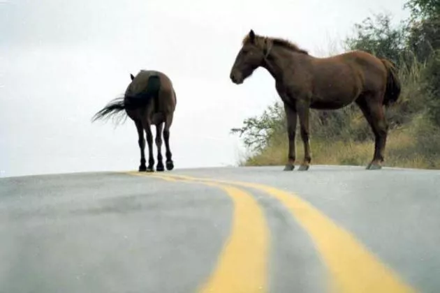 Caballo-suelto