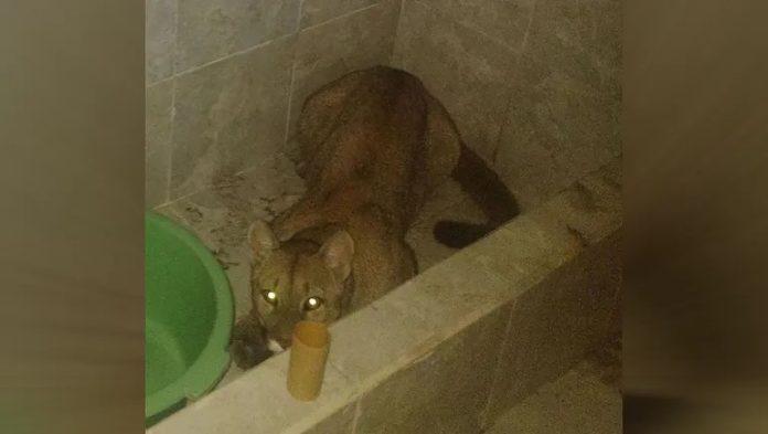 Puma-696x393
