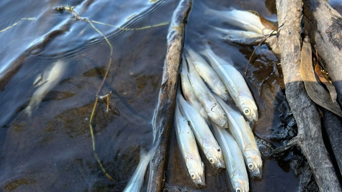 d8cf7c41-1baa-4ee3-bb08-45d1590c3853-jpg.