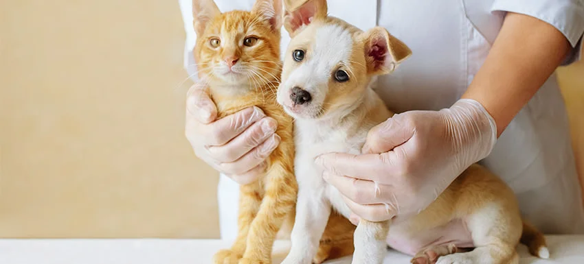 esterilizaciones-castraciones
